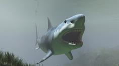 Obří žralok Megalodon: 30metrové monstrum žije v oceánu, tvrdí lidé