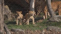 Zlínská zoo má nové tři přírůstky. Po šedesáti letech se raduje z mláďat lvů
