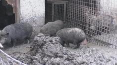 Prasata změnila život na vesnici v peklo! Obyvatelé si nevědí rady