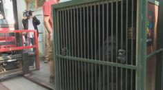 Gorily z pražské zoo mají za sebou velké stěhování. Richarda nahradí jiný samec