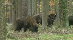 Z táborské zoo uteklo stádo zubrů evropských, lidé mají být ostražití