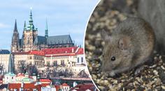 Pražský hrad zamořili hlodavci! Do akce musí deratizátor
