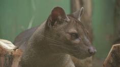 Zoo Praha přivítala nové obyvatele: Šelmy fosa. Vrátil se i ztracený fenek