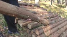Zloději kradou z českých lesů dříví, někde škody šplhají do desetitisíců