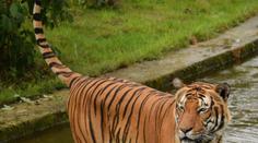 Floridská zoo musela utratit oblíbeného tygra. Zaútočil na uklízeče