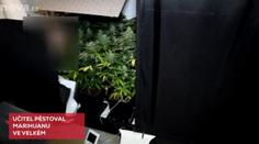 Učitel na Plzeňsku pěstoval marihuanu! Pěstírnu měl ve sklepě