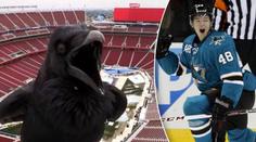 Rumburak vystrašil NHL! Měl by mít Hertl důvod k obavám?