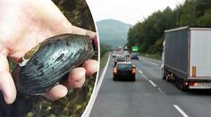 Řidiči mají smůlu: Stavbu dálnice D3 brzdí chráněná perlorodka!