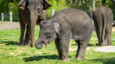 VELKÝ PŘEHLED cen českých zoo. Rodinám se výlet pořádně prodraží