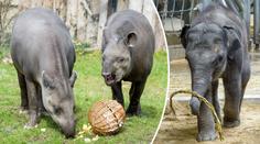 Velikonoční nadílku si v pražské zoo užila i zvířata! FOTO UVNITŘ