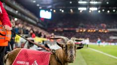 Odešel klubový kozel! Německý Kolín oplakává velkou ztrátu