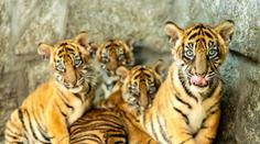 Svět obdivuje tygříky narozené v Polsku. Zoo je poprvé pustila ven