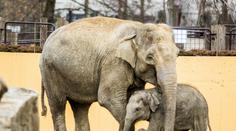 Slůně v ostravské zoo roste jako z vody! FOTO UVNITŘ