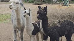 Jihlavská zoo má nové obyvatele. Mláďata alpak budí velkou pozornost