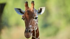 Tragédie v zoologické zahradě: Žirafa si zlomila vaz