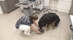 V Česku chybí veterináři. Nejhorší situace panuje v pohraničí