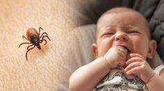 Repelent nebo očkování? Pediatr radí, jak ochránit děti před klíšťaty