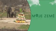 V pražské zoo se pořádně slavilo. Slůně Amalee má za sebou první rok