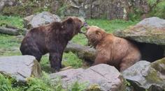 VIDEO: Seznámení šelem v zoo skončilo krvavou bitkou. Medvěd přišel o kus jazyka