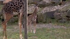 Roztomilé mládě žirafy se narodilo v ohájské ZOO