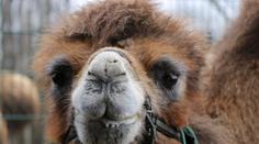Smutek v plzeňské zoo. Uhynula známá velbloudice Josefína