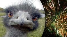 HYENY: Pštrosa Vendu zabili pyrotechnikou! Jen tak pro zábavu