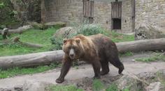 Děčínská zoo se pyšní evropským unikátem. Chová medvěda kamčatského