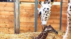 Žirafí babyboom v pražské zoo! Narodilo se už druhé mládě
