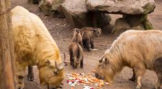 Plzeňská zoo získala čínské takiny zlaté. Jsou stejně vzácné jako pandy