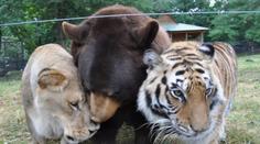 Táborská zoo prodává zvířata! Nechcete papouška nebo mývala?