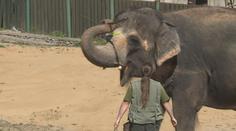 VIDEO: Osamělá slonice z ústecké zoo duševně strádá