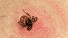 Někteří pacienti, kterým byla zjištěna borelióza, berou antibiotika zbytečně