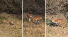 Muž chtěl ušetřit za vstupné do zoo, ve výběhu ho rozsápal tygr