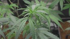 Koalice chce legalizovat prodej marihuany. Lidovci jsou ale proti