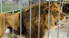 VIDEO: Lidé v zoo nevěřili svým očím. Mladík vlezl do lvího výběhu, přišel o život