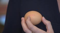 Nenechte se napálit při koupi vajec! NÁVOD, jak poznat kvalitu