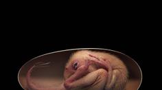 Vědci našli dokonalé dinosauří embryo, je staré nejméně 66 milionů let