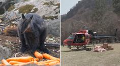 Tuny mrkve a brambor z nebe. Podívejte se na pomoc zvířatům v Austrálii