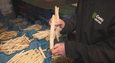 Český chřest v ohrožení. Je jeden z nejlepších na světě, ale ničí ho škůdci