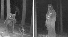 Fotopasti na Šumavě zachytily něco neobvyklého! Tyhle návštěvníky nikdo nečekal