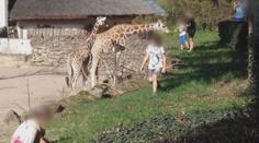 Rodiče riskují životy dětí! V zoo je posílají do výběhů dravých šelem