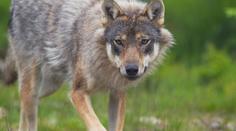 Skandál v dánské zoo! Kvůli novému výběhu zabili tři vlky. Prý překáželi