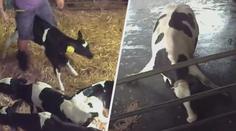 VIDEO: Skryté kamery natočily otřesné záběry týrání zvířat na českých farmách