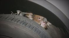 Koala se schovala na nápravu auta, řidič s ní ujel 16 kilometrů