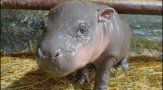 Jihlavská zoo se rozloučila s mládětem hrošíka. Přesunulo se do Izraele