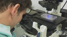 Geneticky upravený parazit zachránil křečkům život. Pomoct by mohl i lidem