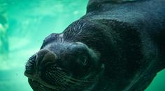 Tragická smrt Huga mění libereckou zoo. Jeho pavilon čeká nový účel