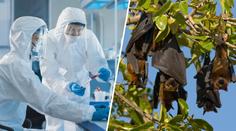 Epidemie eboly se vymkla kontrole. Vědec odhalil, co k tomu vedlo