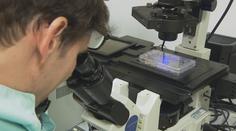 Přelomové zjištění vědců. Encefalitidové viry nejsou tak odolné, jak se myslelo