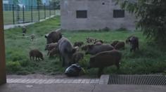 Most končí s odměnami za odstřel divočáků. Ve městě se ale stále objevují